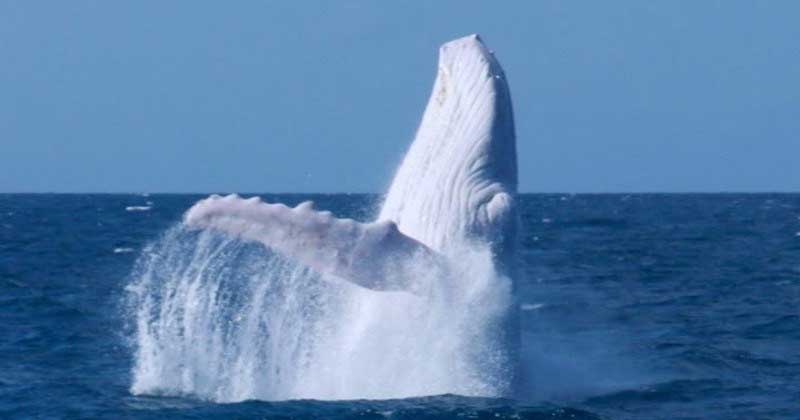 migaloo whale