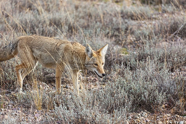 coyote walking through field